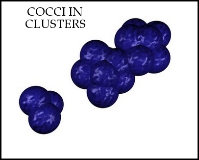 clusters of cocci